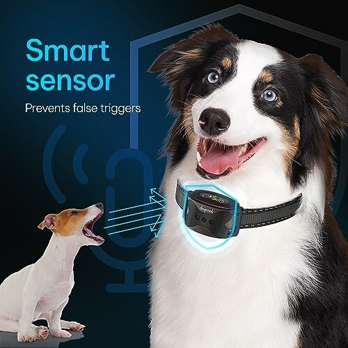 Dog wearing a smart sensor bark collar.