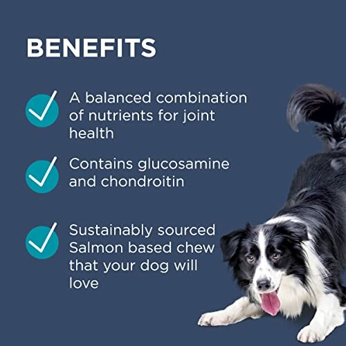 Dog with benefits list for joint health, glucosamine, chondroitin, and salmon-based chew.