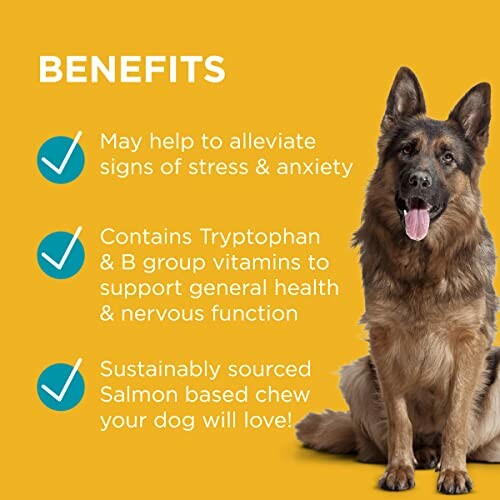 Dog supplement benefits with German Shepherd