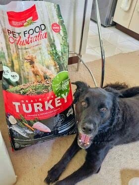 Dog sitting next to a large bag of grain-free turkey pet food.