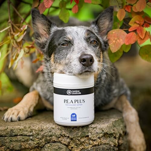 Dog resting head on a supplement container outdoors