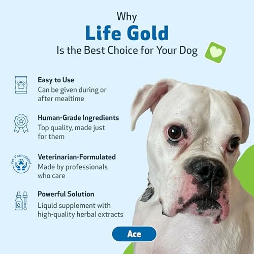Promotional image for Life Gold, a dog supplement, highlighting ease of use, human-grade ingredients, veterinarian-formulated, and powerful solution benefits.