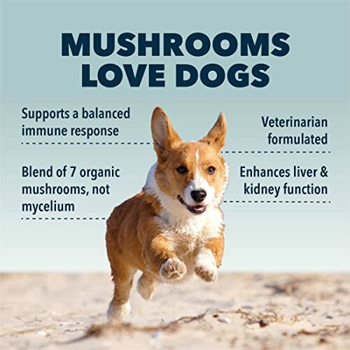 Dog running with text about mushroom benefits for dogs.